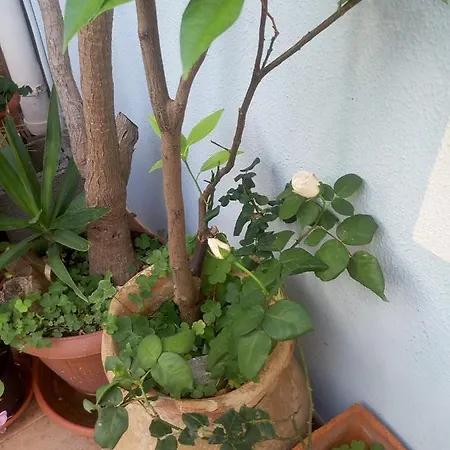 I Tre Scalini Bed & Breakfast 3*