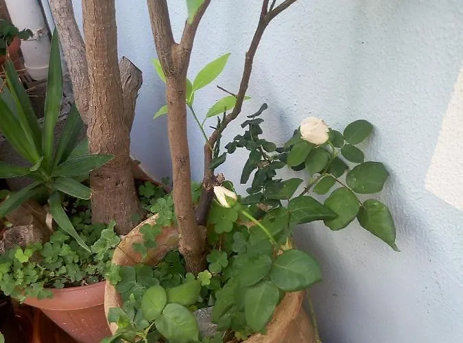 I Tre Scalini Bed & Breakfast 3*